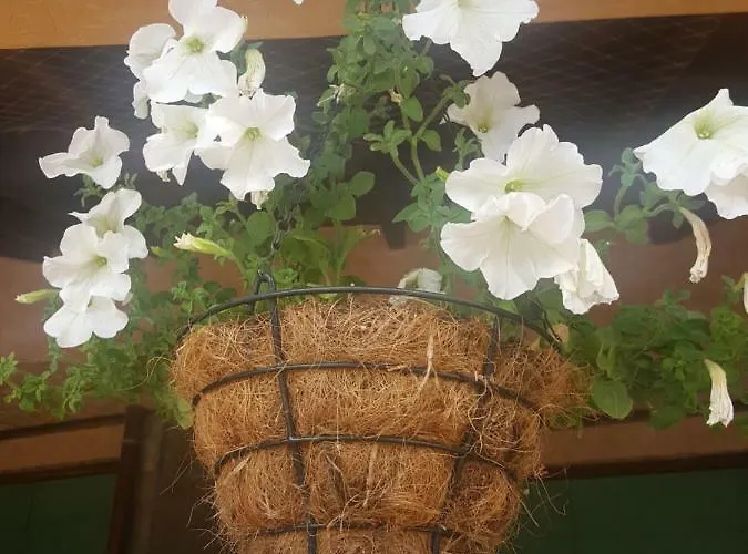 Complex Golden Dreams Apartahotel